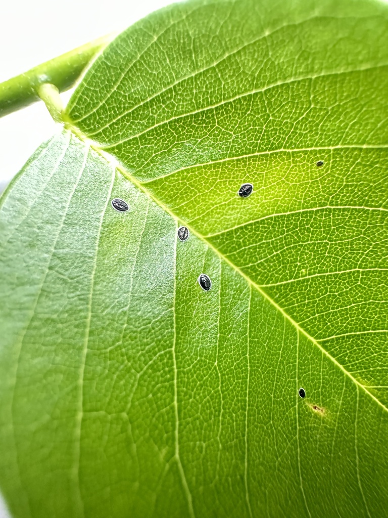 Tetraleurodes from 景谷一中, 普洱市, 云南省, CN on July 23, 2023 at 0953 PM by