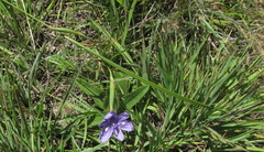 Moraea inclinata
