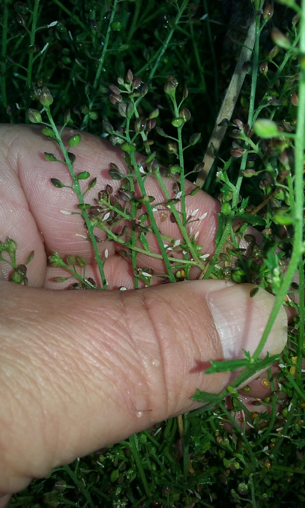 Bushy Peppercress
