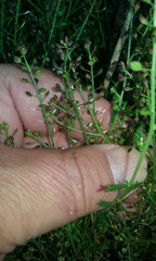 Lepidium desvauxii