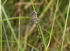 Austroaeschna subapicalis