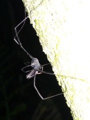 Pantopsalis phocator