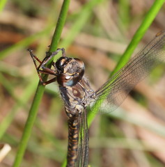 Austroaeschna subapicalis