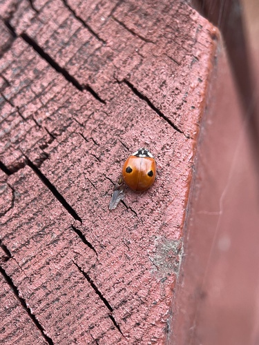 Two-spotted Lady Beetle