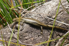 Lissolepis coventryi