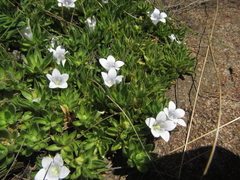 Craterocapsa