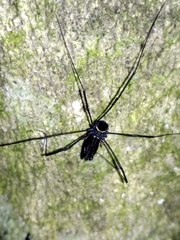 Pantopsalis phocator