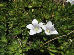 Craterocapsa