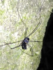 Pantopsalis phocator