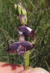 Eulophia zeyheriana