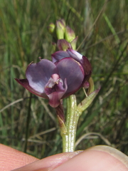 Eulophia zeyheriana