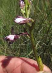 Eulophia zeyheriana