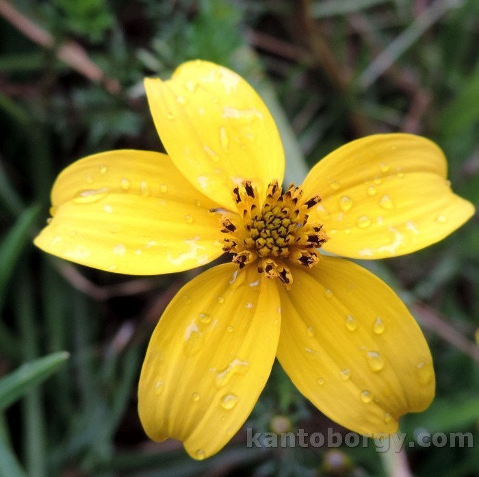 Bidens triplinervia image