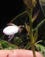 Eulophia zeyheriana