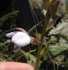 Eulophia zeyheriana