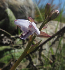 Eulophia zeyheriana