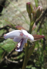 Eulophia zeyheriana
