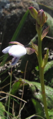 Eulophia zeyheriana