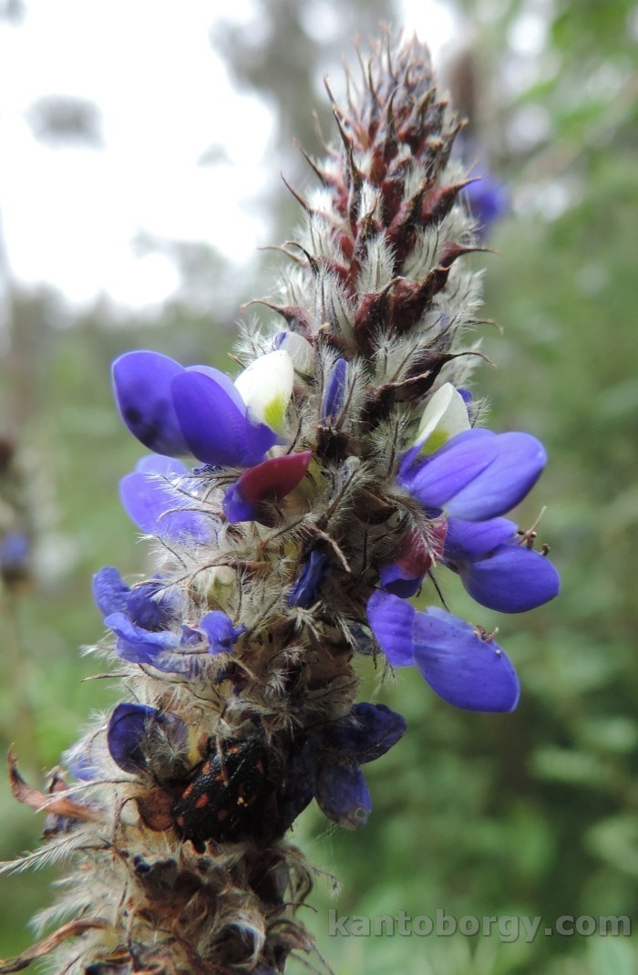 Dalea coerulea image