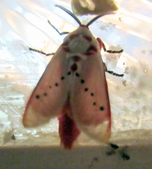 Trosia nigropunctigera