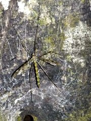 Austrolimnophila argus