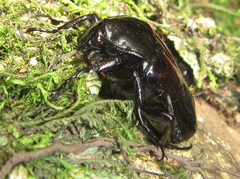 Scythropesthes bicolor
