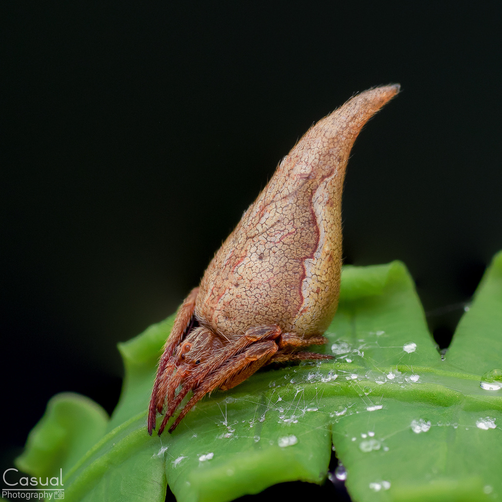 Eriovixia pseudocentrodes