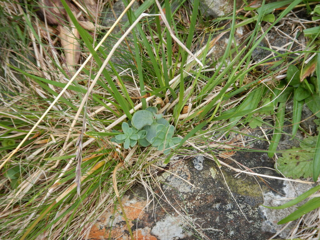 Sedum sachalinense (Boriss.) Vorosch.