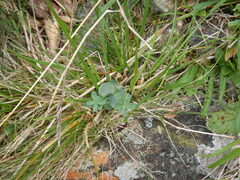 Rhodiola rosea — photo 2