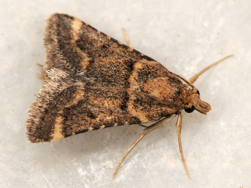 Scotomera