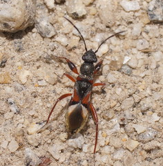 Daerlac cephalotes