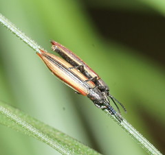 Eurispa vittata
