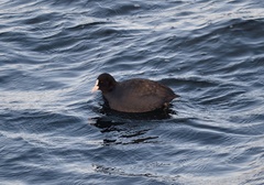 Fulica atra