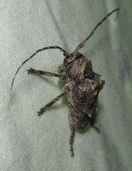 Dichostates compactus