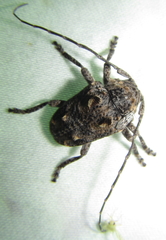 Dichostates compactus