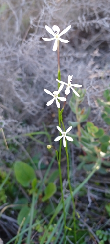 Xenoscapa fistulosa (Spreng. ex Klatt) Goldblatt & J.C.Manning