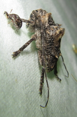 Dichostates compactus