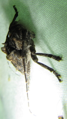 Dichostates compactus