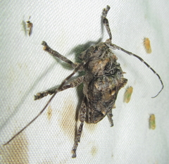 Dichostates compactus