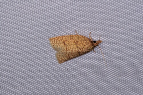 Netted Sparganothis Moth photo 5