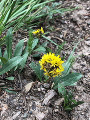 Solidago simplex nana