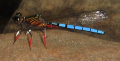 Platycypha caligata
