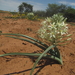 Albuca seineri - Photo (c) Robert Taylor, μερικά δικαιώματα διατηρούνται (CC BY), uploaded by Robert Taylor