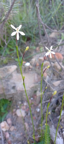 Image of Xenoscapa fistulosa by (c) Danie Palm, some rights reserved (CC BY)
