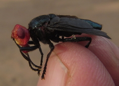 Bromophila caffra
