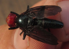 Bromophila caffra