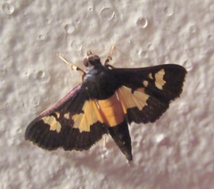 Salbia zena