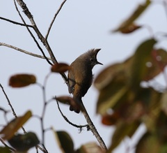 Yuhina gularis