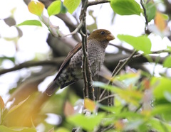 Carpodacus sipahi