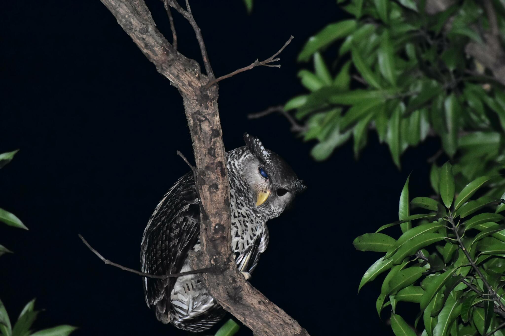 Spot-bellied Eagle-Owl